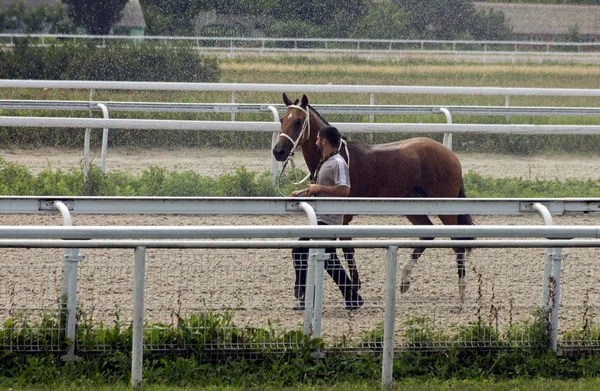 Avant les courses de chevaux — Photo