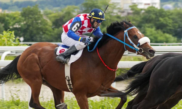 Corsa di cavalli a Pyatigorsk — Foto Stock