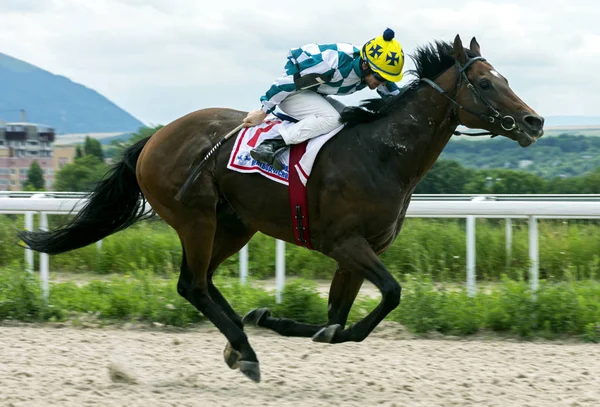 At yarışı Pyatigorsk içinde — Stok fotoğraf