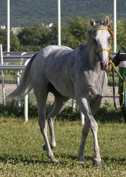 Die Gewinner Vollblut graue Stute Atlantida Prim. — Stockfoto