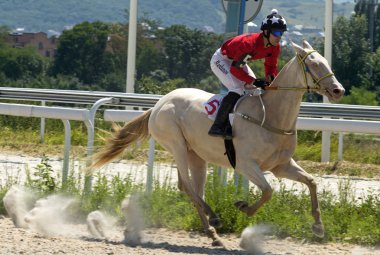 güzel at portresi