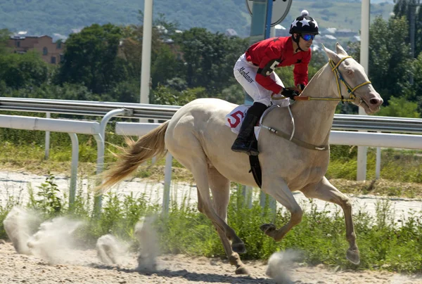 Retrato de belo cavalo — Fotografia de Stock