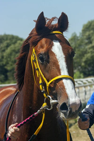 Retrato de un caballo marrón de pura raza —  Fotos de Stock