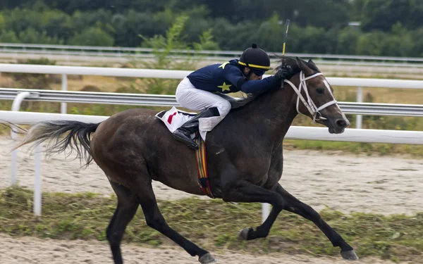 Wyścigów konnych w mieście Pyatigorsk — Zdjęcie stockowe