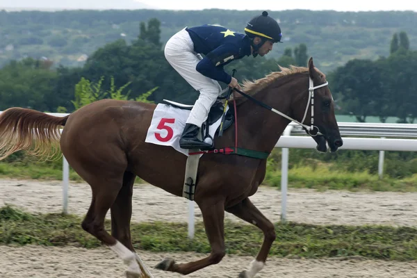 Wyścigów konnych w mieście Pyatigorsk — Zdjęcie stockowe