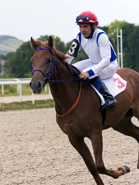 Voordat paardenrace — Stockfoto