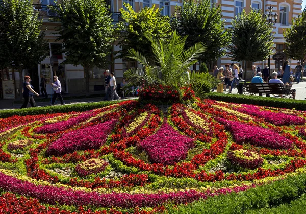 Kislovodsk güzel flowerbed — Stok fotoğraf