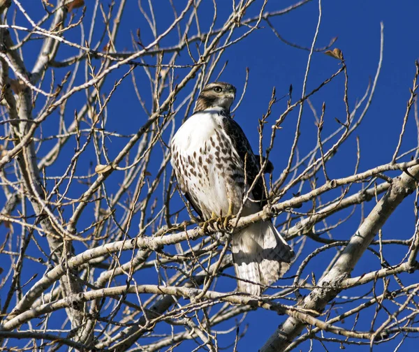 Falco coda rossa — Foto Stock
