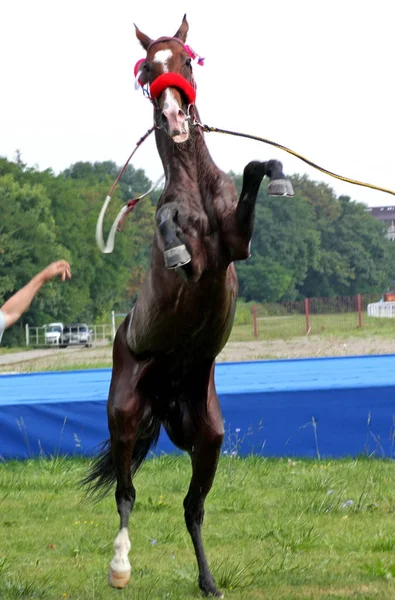 Domesticación del caballo — Foto de Stock