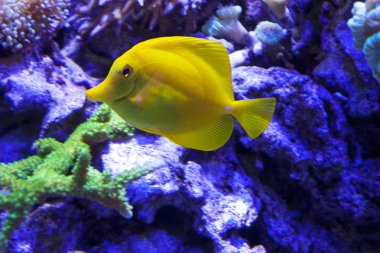 bir mercan kayalığı tropikal balık