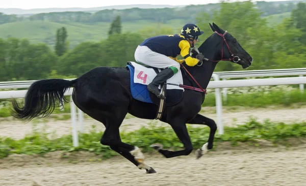 Hästkapplöpning i Pyatigorsk. — Stockfoto