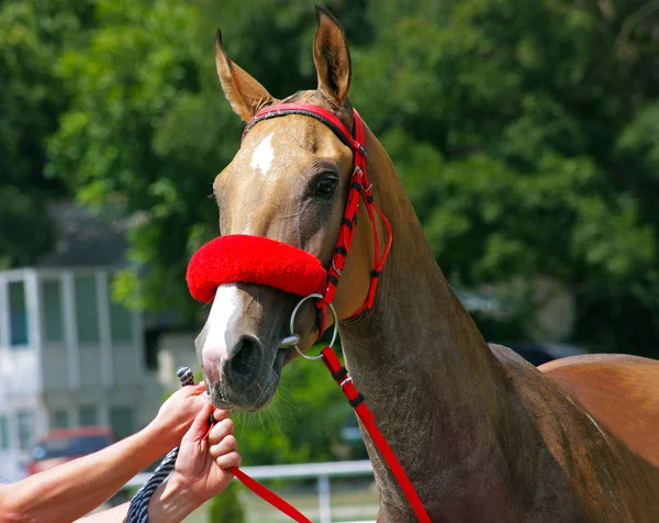 Retrato de hermoso caballo akhal-teke . —  Fotos de Stock