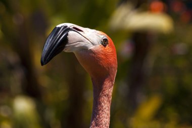 Kaliforniya'da Flamingo kuşu