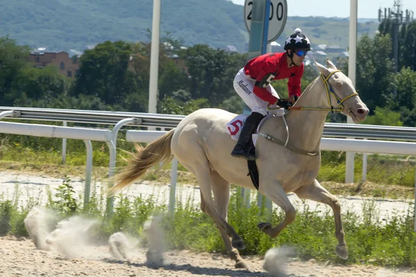 Horse race in Pyatigorsk — Stock Photo, Image