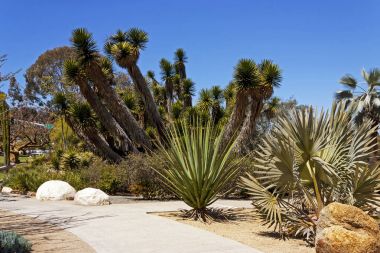 kaktüs ve çiçekler.