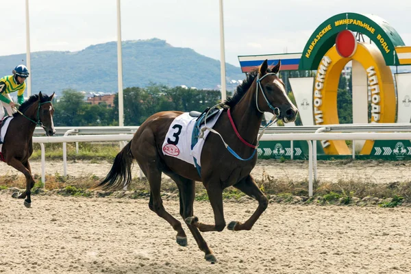 Carreras de caballos en Pyatigorsk. — Foto de Stock