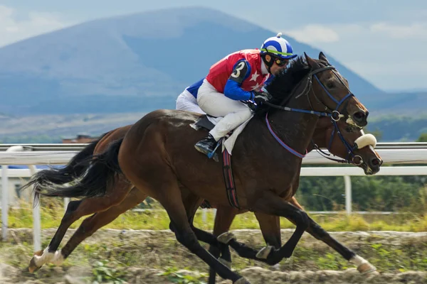 Carreras de caballos en Pyatigorsk. —  Fotos de Stock