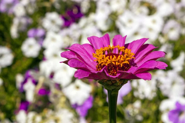 Mooie close-up bloem — Stockfoto