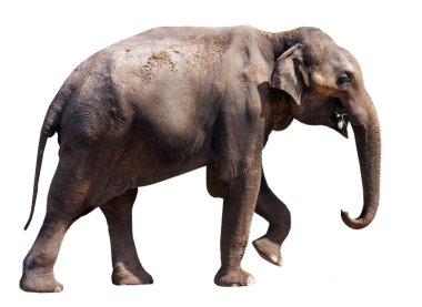 beyaz zemin üzerinde fil.