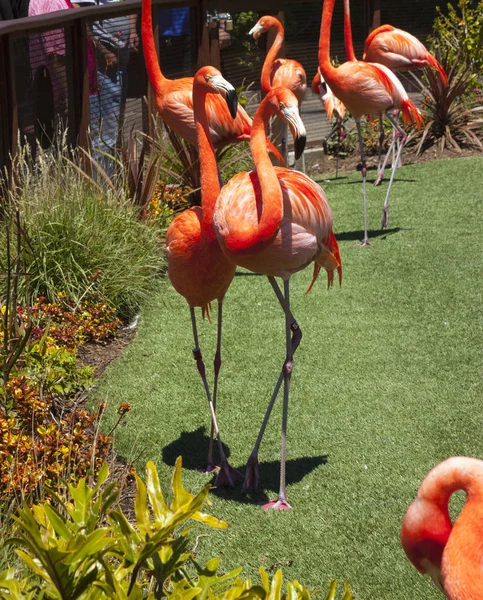 Parlak kırmızı flamingo kuşları — Stok fotoğraf