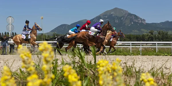 Horse racing för priset av den ”Pyatigorsk" — Stockfoto