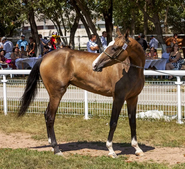 El caballo Akhal-Teke — Foto de Stock