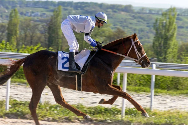 Horse racing dla nagrody "Tagora". — Zdjęcie stockowe