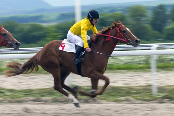 퍄티고르스크 러시아 2018 Horse Pyatigorsk Winner 마스터에 Struni 상금에 Sladost에 — 스톡 사진