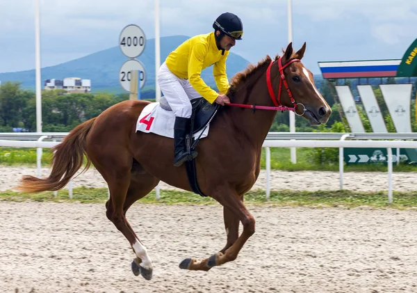 Pyatigorsk Rússia Maio 2018 Corrida Cavalos Para Prêmio Struni Pyatigorsk — Fotografia de Stock