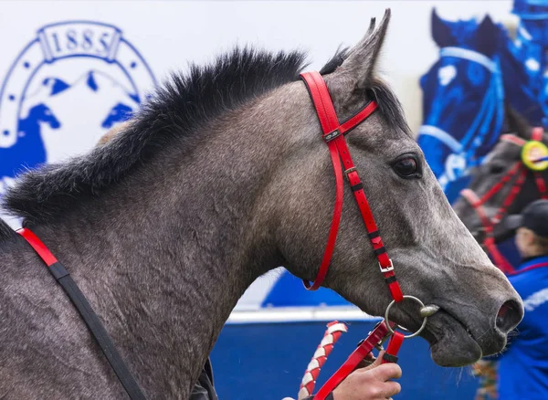 Pyatigorsk Russia May 2018 Runner Prize Pobeda Pyatigorsk Arabian Mare — Stock Photo, Image