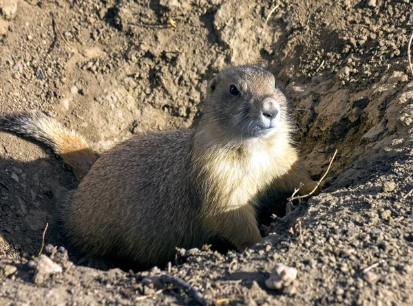 Gopherhund aus nächster Nähe. — Stockfoto