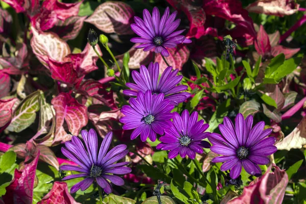 Mooie bloemen in de tuin. — Stockfoto