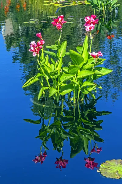 Belles fleurs dans le jardin. — Photo