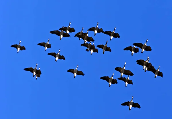 Manada de gansos canadienses . —  Fotos de Stock