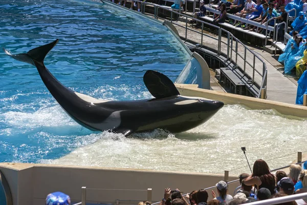 Killer whale shamu show in seaworld San Diego. — Stock Photo, Image