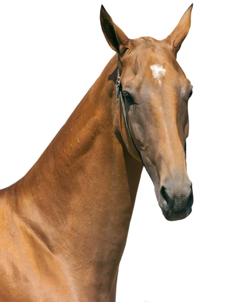 Portrait of beautiful Akhal-Teke stallion. — Stock Photo, Image