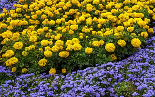 노랑 과 파랑 꽃으로 된 화단. — 스톡 사진