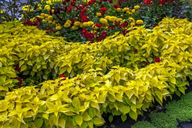 sarı çiçek çiçek yatağı.