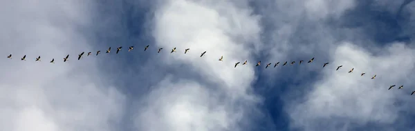 Una bandada de gansos canadienses vuela en el cielo . — Foto de Stock