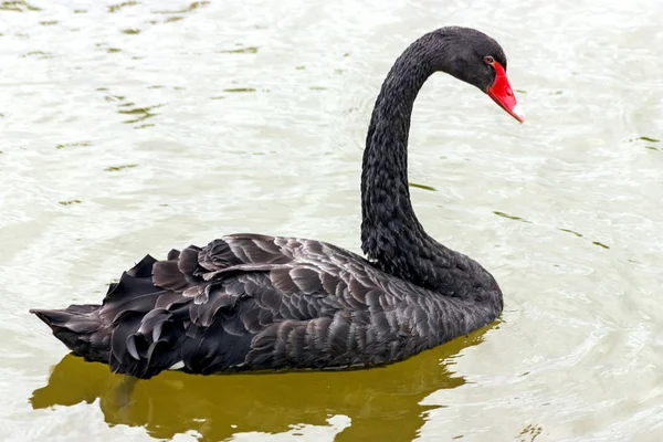 Cisne negro Primer plano . — Foto de Stock