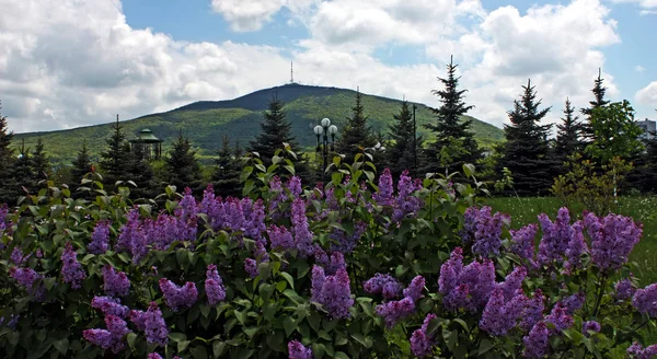 Wunderschöne fliederfarbene Blumen am Hang des Berges Maschuk. — Stockfoto