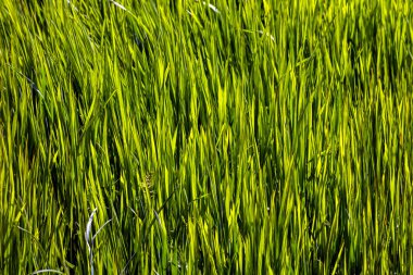 yeşil çimenler yakın.