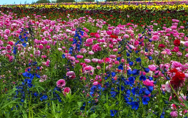 Rows of colorful flowers grow on a hillside. — 스톡 사진