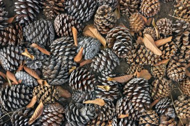 Firavun külahları yaklaşın..