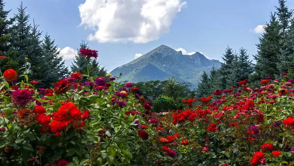 Красива клумба крупним планом . — стокове фото