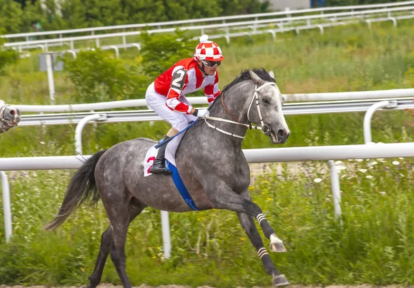 Pyatigorsk Rússia Junho 2014 Corrida Cavalos Para Prêmio Big Summeri — Fotografia de Stock