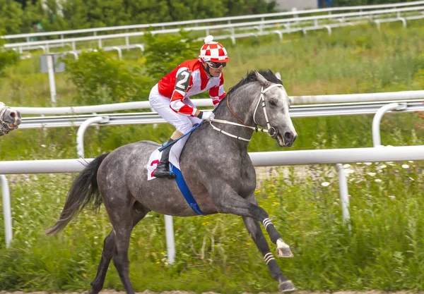 Pyatigorsk Oroszország 2014 Június Lóverseny Díjért Big Summeri Pyatigorsk Hippodrome — Stock Fotó