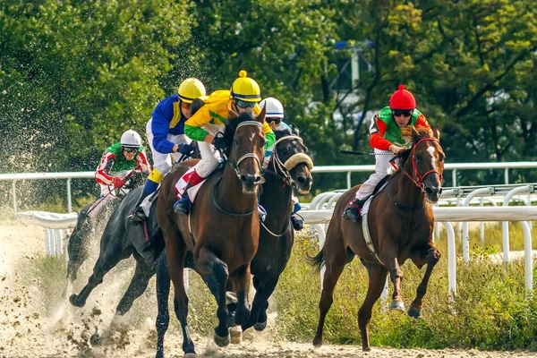 Pyatigorsk Rússia Setembro 2012 Corrida Cavalos Para Prêmio Ogranichitelni Hipódromo — Fotografia de Stock