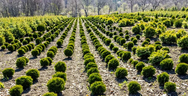 Thuja Seedlings Perkalsky Dendrological Nursery Noha Mashuka Severní Kavkaz Rusko — Stock fotografie