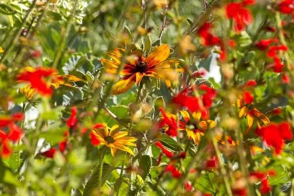 Nahaufnahme Von Bunten Sommer Wildblumen Colorado — Stockfoto